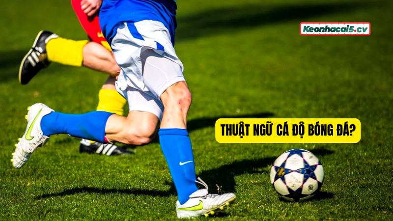 Nắm vững thuật ngữ cá độ bóng đá là điều cần thiết Nắm vững thuật ngữ cá độ bóng đá là điều cần thiết